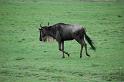 Wildebeest running